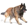 Royal Canin Sporting Life Trail 4300 15kg