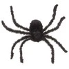 Widmann Voras, 75 cm