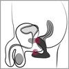 Svakom - Connexion Series Vick Neo Prostate Massager App Controlled