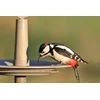 URBALIVE FINCH Karmnik dla ptaków 32 cm, šviesiai pilkas