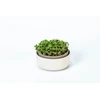 URBALIVE MICROGREENS Kiełkownica 16 cm, smėlio spalva