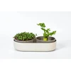 URBALIVE MICROGREENS Kiełkownica + indas su filtrem 30.5 x 16 cm, smėlio spalva