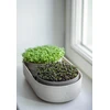URBALIVE MICROGREENS Kiełkownica + indas su filtrem 30.5 x 16 cm, smėlio spalva