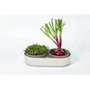 URBALIVE MICROGREENS Kiełkownica + indas 30.5 x 16 cm, smėlio spalva