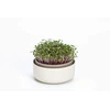 URBALIVE MICROGREENS Kiełkownica su filtrem 16 cm, smėlio spalva