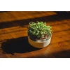 URBALIVE MICROGREENS Pradedančiųjų rinkinys do uprawy mikroliści