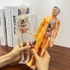 Žmogaus skeleto anatomijos modelis, 29 dalys