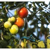 Aliumininė atrama augalams Bradas, 200 cm