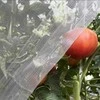 Apsauginis tinklelis nuo vabzdžių augalams, 2x30 m, 80mesh