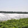 Apsauginis tinklelis nuo vabzdžių augalams, 2.5x6 m, 60mesh
