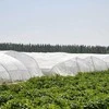 Apsauginis tinklelis nuo vabzdžių augalams, 3x6 m, 80mesh