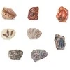 Archeologinis kasinėjimų rinkinys "Paleontology"