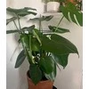 Atrama augalams, 60 cm, 2 vnt.