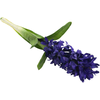 Dirbtinė hiacinto šaka, violetinė, 1 vnt.