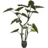 Dirbtinis augalas Kolokazija, 160 cm