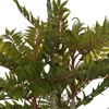 Dirbtinis augalas Raudonasis kedras, 180 cm