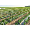Mulčiavimo folija su skylutėmis Bradas, 1x50 m, juoda