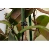 Tvirtinimo dirželis augalams Bradas ANCHOR RUBBER TIE EPDM, 40/4mm