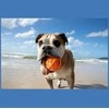 Rinkinys šuniui Waboba Woofpack 2x piłeczka 1x frisbee