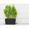 4Living Termo vazonas Patio 76 cm juodas