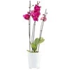 4Living Dekoratyvinis gėlių vazonas Ø13cm H16cm stiklinė/balta