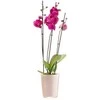 4Living Dekoratyvinis gėlių vazonas Ø13cm H16cm stiklinė/rožinė