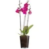 4Living Dekoratyvinis gėlių vazonas Ø13cm H16cm stiklinė/pilka