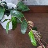 Aeschynanthus marmoratus