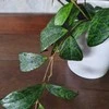Aeschynanthus marmoratus