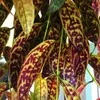 Aeschynanthus marmoratus