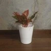 Aglaonema Crete Flame
