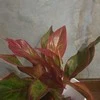Aglaonema Crete Flame