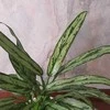 Aglaonema Cutlass