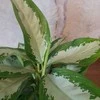 Aglaonema Žalias Bowl