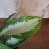 Aglaonema Žalias Bowl