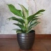 Aglaonema Žalias Bowl