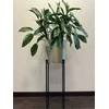 Aglaonema Maria