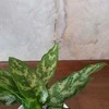 Aglaonema Maria