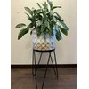 Aglaonema Maria