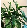 Aglaonema Maria