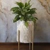 Aglaonema Maria