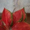 Aglaonema Raudona Elephant