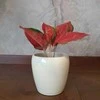 Aglaonema Raudona Elephant