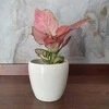 Aglaonema Raudona Master
