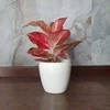 Aglaonema Sidabrinis Cherry