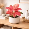 Aglaonema Sidabrinis Cherry