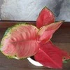 Aglaonema Sidabrinis Cherry