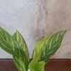 Aglaonema Sidabrinis Stripes
