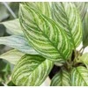Aglaonema Sidabrinis Stripes