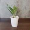 Aglaonema Sidabrinis Stripes